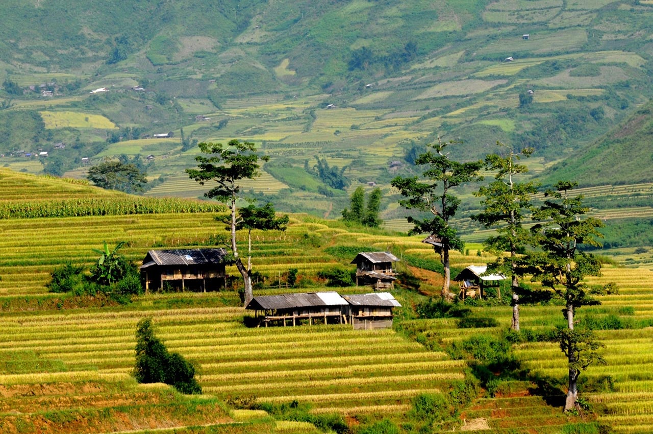 mu-cang-chai-mua-lua-1.jpg