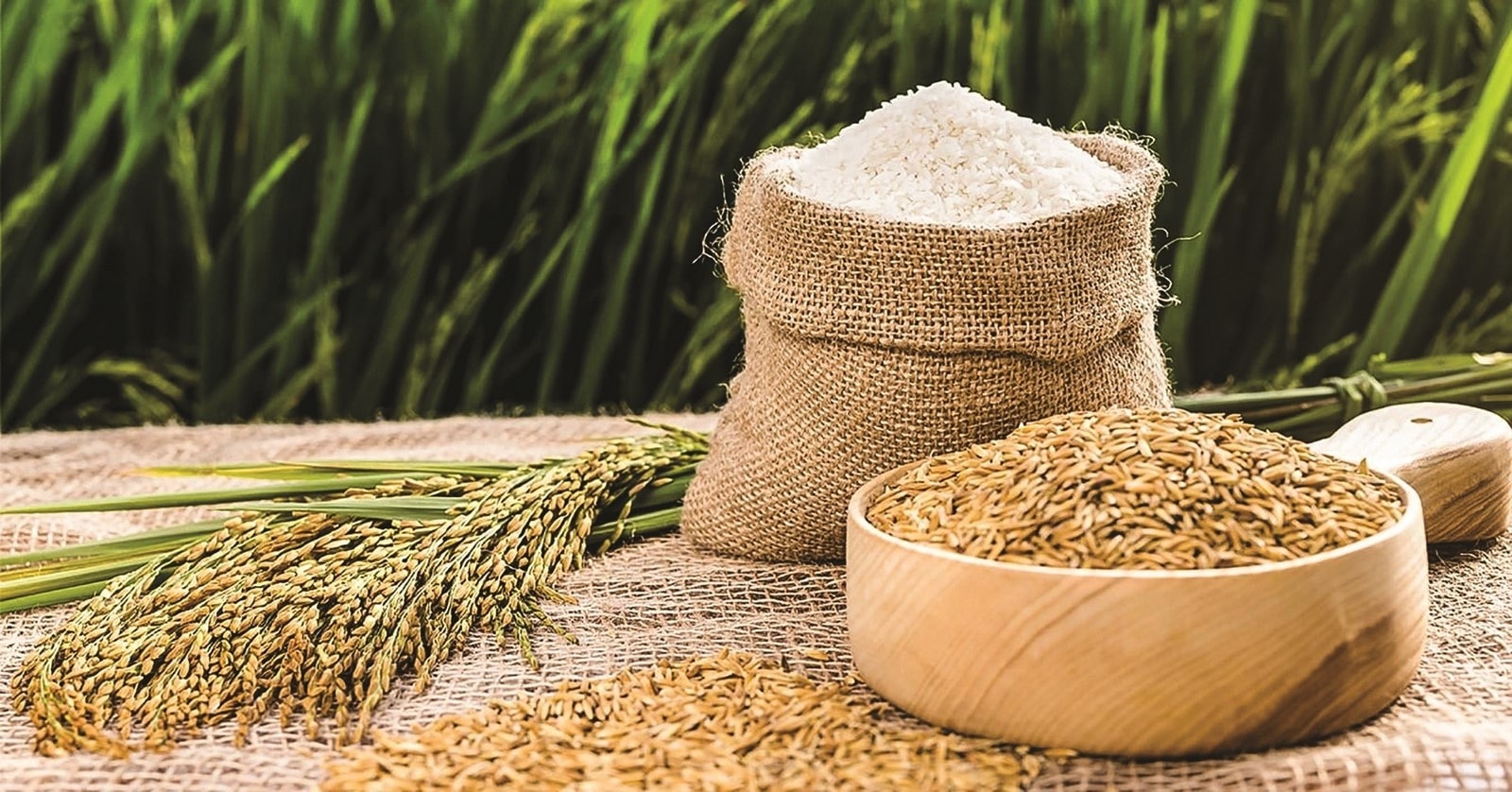 PHÁT TRIỂN LÚA GẠO THEO HƯỚNG HIỆU QUẢ, BỀN VỮNG