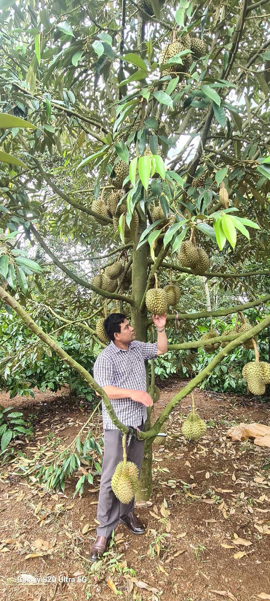 Mô hình trồng cây Sầu riêng mang lại hiệu quả kinh tế cao