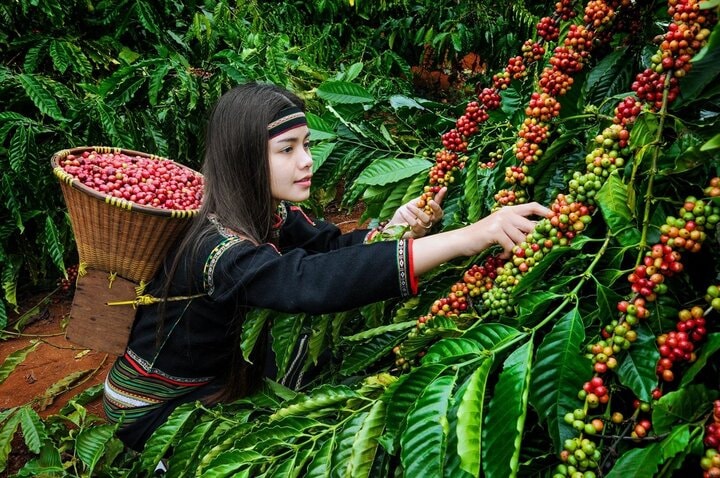 Giá nông sản hôm nay ngày 16/7/2025: Giá cà phê tăng bứt phá