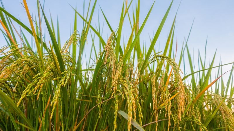 Giá lúa gạo hôm nay 16/7/2024: Nhiều biến động