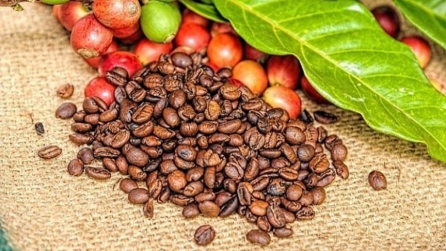 Giá nông sản hôm nay ngày 17/7/2025: Cà phê lao dốc 3.000 đồng/kg chỉ sau một đêm