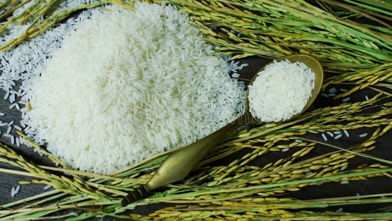 Thai rice varieties stock photo. Image of macro, cooked - 143930076