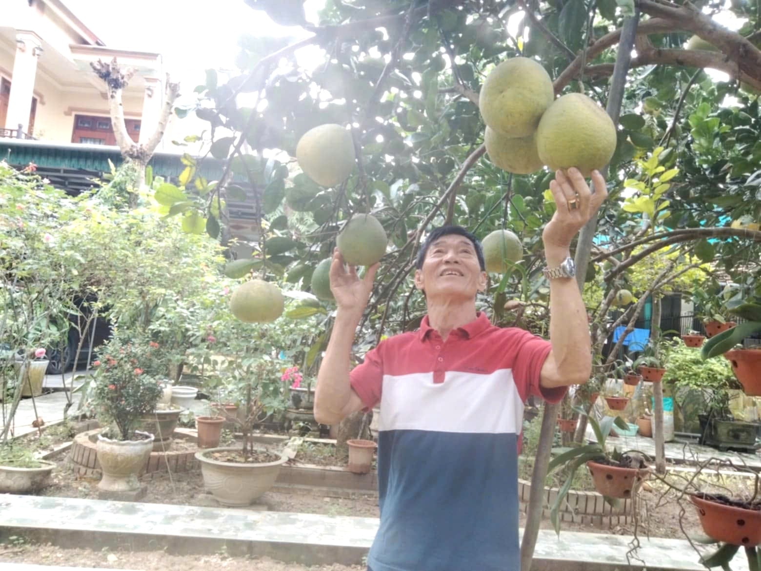 Cựu chiến binh Phạm Công Tác vui vẻ bên vườn bưởi sai trĩu quả – thành quả từ bàn tay cần mẫn và tinh thần lao động miệt mài của người lính cụ Hồ trên quê hương Sơn Giang