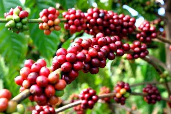 Giá nông sản hôm nay ngày 19/7/2025: Cà phê và hồ tiêu đồng loạt giảm