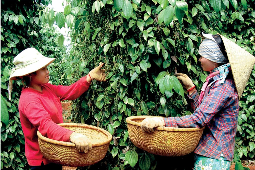 Giá nông sản hôm nay 22/7/2025: Giá cà phê và hồ tiêu nội địa đứng vững giữa cơn sóng giảm toàn cầu