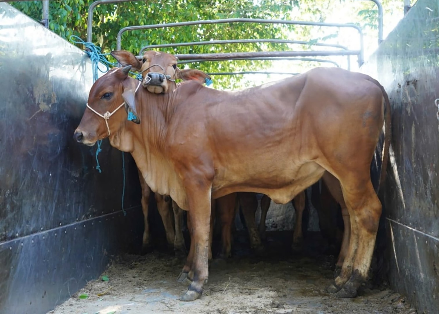 Trao bò giống sinh sản giúp người nghèo có “cần câu” để phát triển kinh tế. Ảnh Võ Hà.