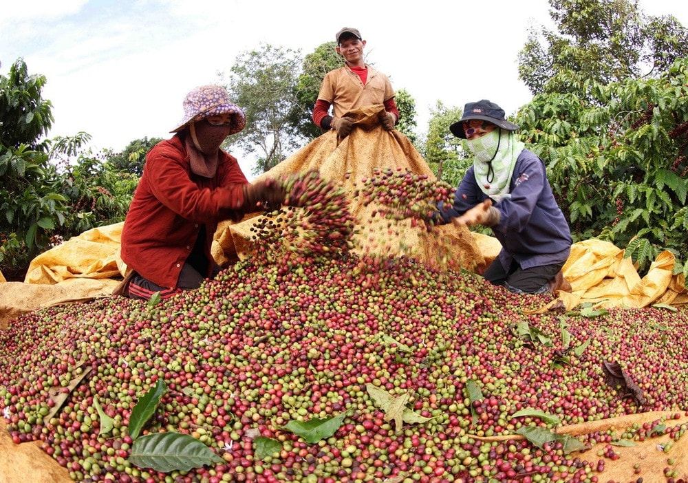 Giá nông sản hôm nay 23/7/2025: Giá cà phê và hồ tiêu đồng loạt giảm sâu