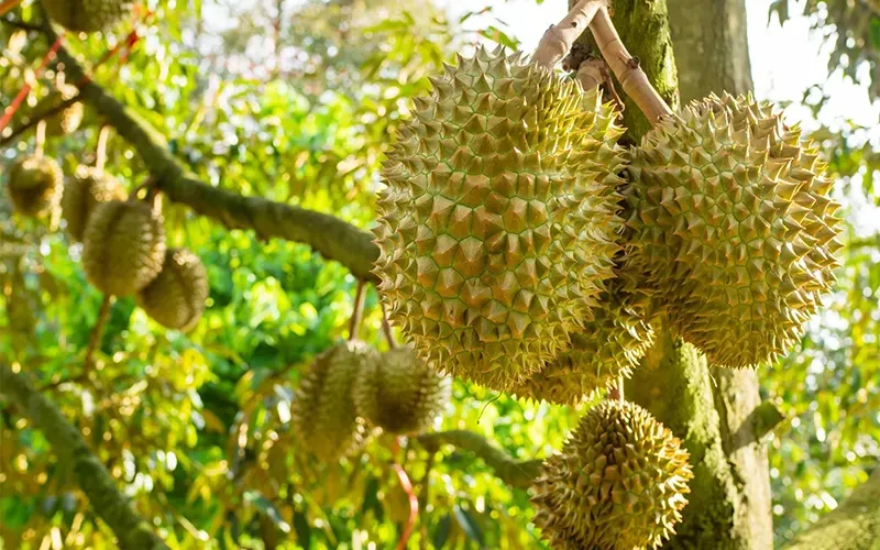 Góc giải đáp: Có nên trồng sầu riêng Musang King