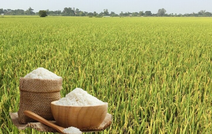 Giá lúa gạo hôm nay 24/7: Gạo nguyên liệu tăng nhẹ, gạo xuất khẩu tiếp tục giữ đà đi lên