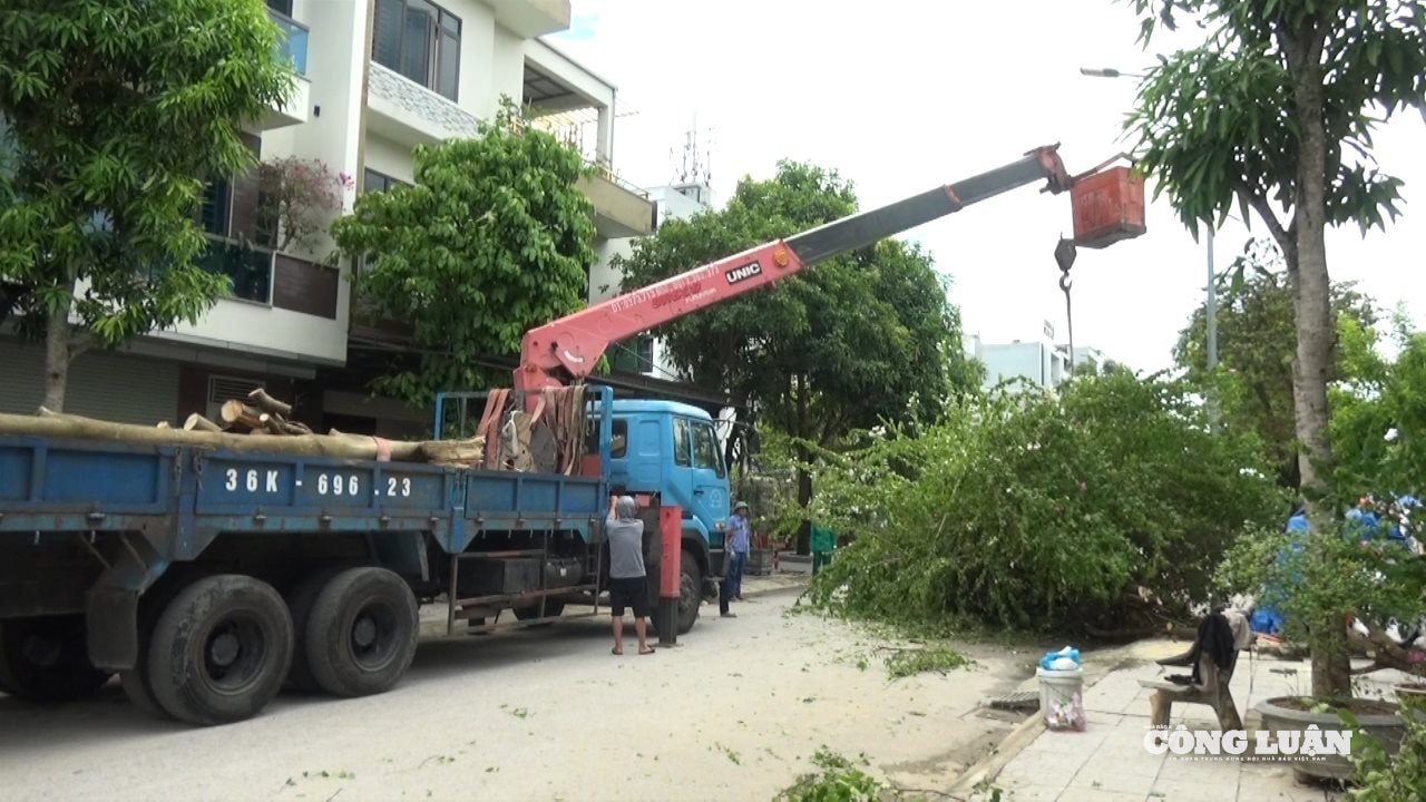 cắt cây 1