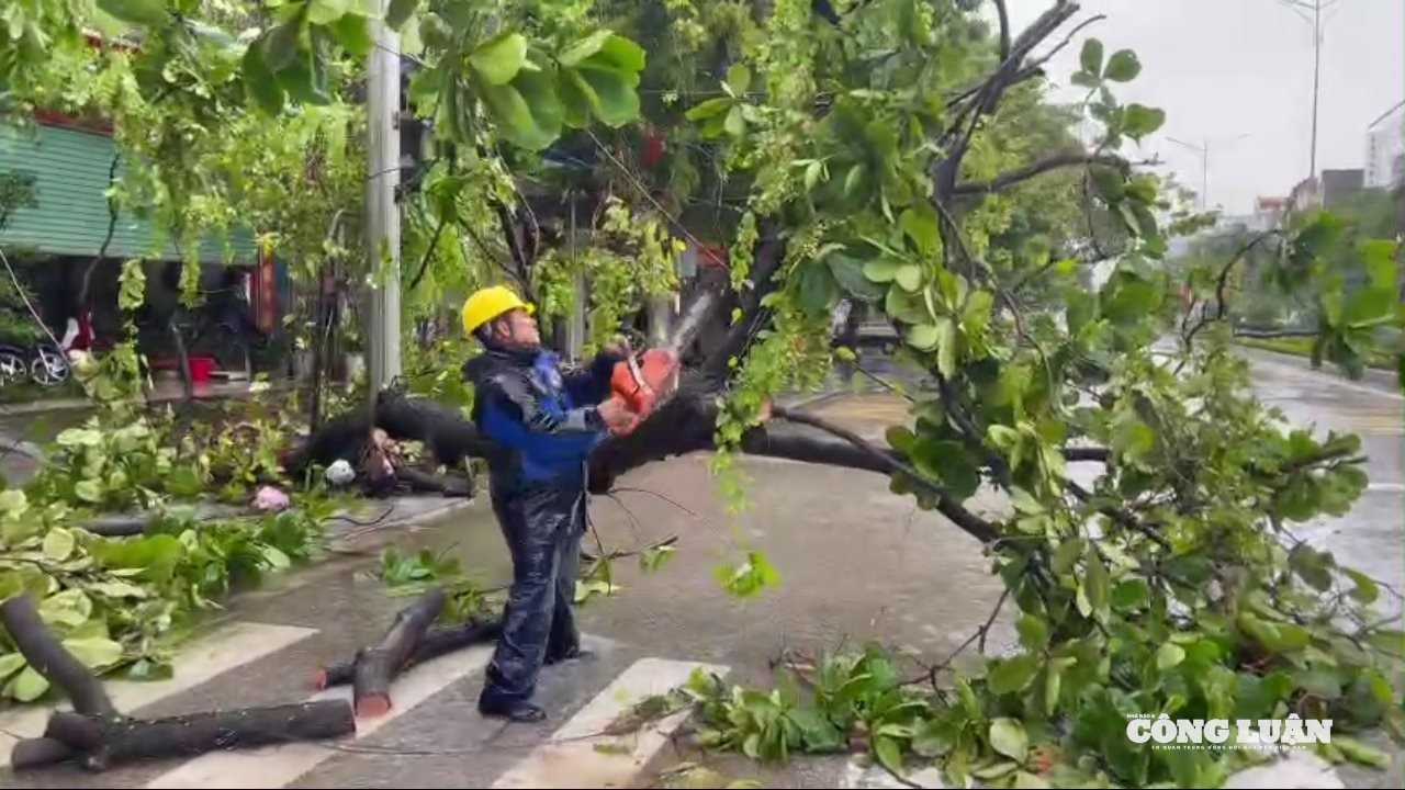 cắt cây 4