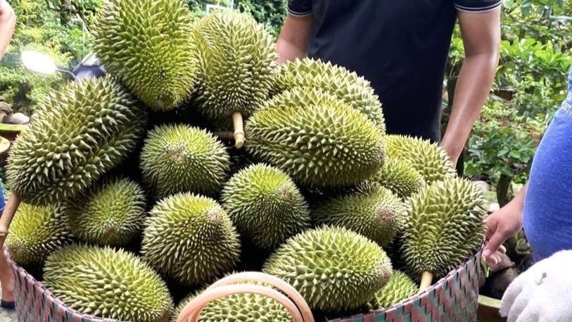 gia-sau-rieng-hom-nay-28-7-2025-doanhnghiepkinhtexanh-1753660981.jpg