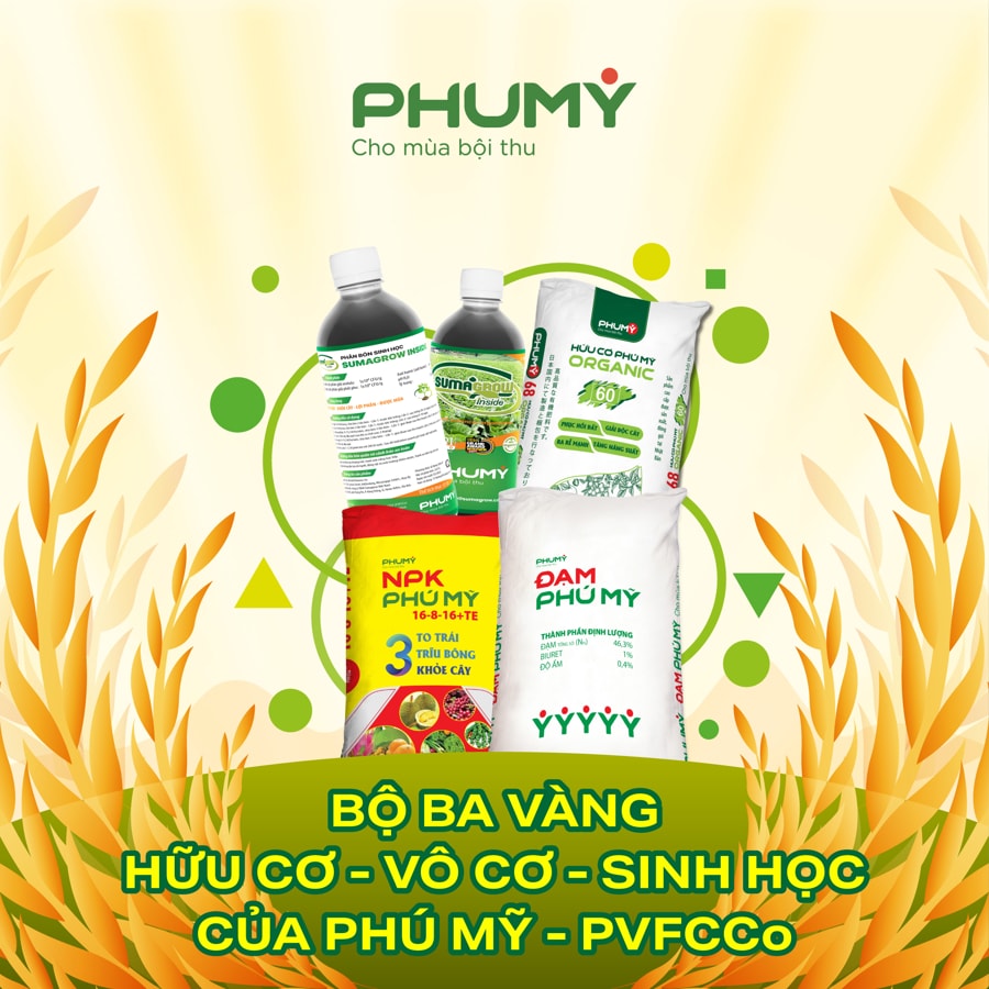 Bộ ba vàng của Phú Mỹ
