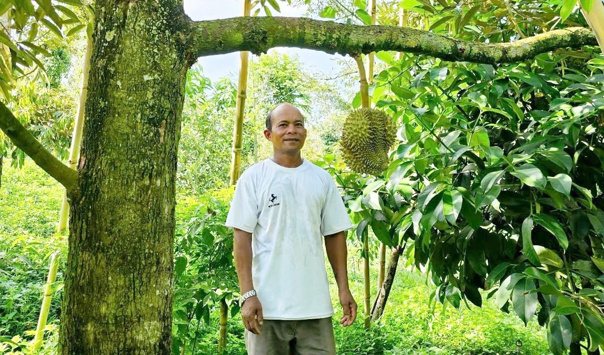 Cây sầu riêng tại miền núi Khánh Hòa đã phát huye hiệu quả gúp Bà con nơi đây thoát nghèo Ảnh Kim Sơ