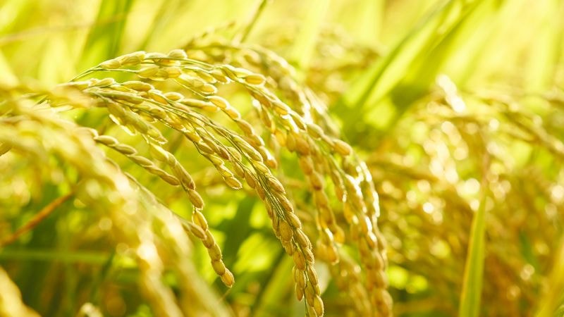 Giá lúa gạo hôm nay 31/1/2023: Ổn định không thay đổi