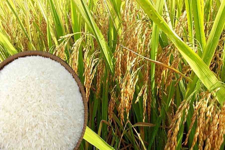 Giá lúa gạo hôm nay 3/5: Nguồn lúa Đông Xuân cạn đồng, giá ổn định ...