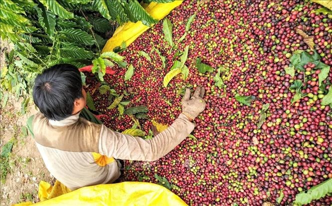 Giá nông sản hôm nay 4/8/2025: Giá cà phê sát 100.000 đồng/kg, hồ tiêu neo mức thấp