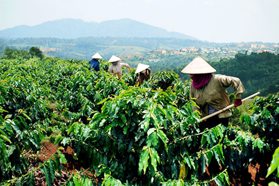 Giá nông sản hôm nay 5/8/2025: Cà phê trượt khỏi mốc 99.000 đồng/kg, hồ tiêu lặng sóng