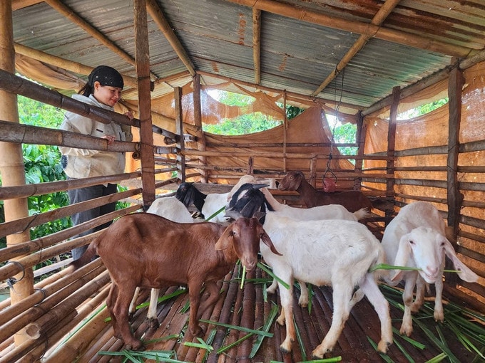 Mô hình nuôi dê sinh sản (Ảnh Minh Hưng)
