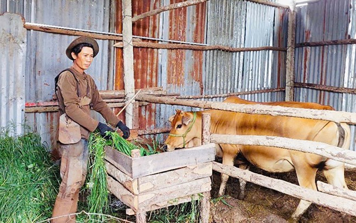 Anh Nguyễn Thế An chăm sóc bò sinh sản được hỗ trợ từ tiểu dự án 1 trong dự án 3 (Ảnh T.D)