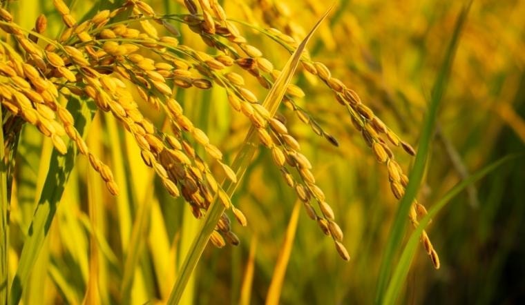 Giá lúa gạo hôm nay 06/8/2022: Đi ngang trong ngày cuối tuần