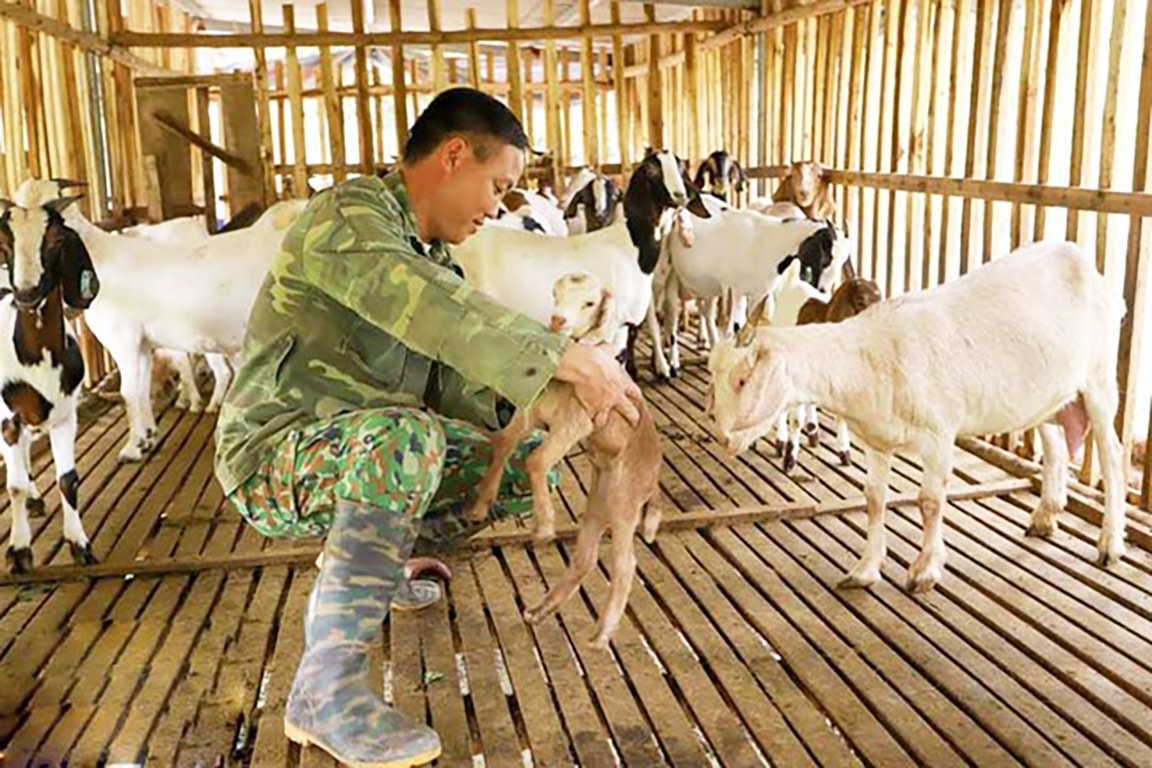 Mô hình nuôi dê cho hiệu quả kinh tế cao