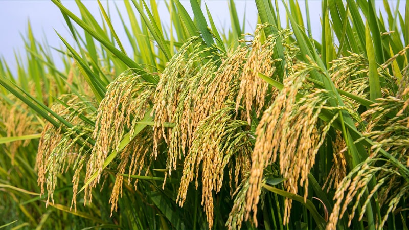 Giá lúa gạo hôm nay 09/03/2022: Tiếp tục chững giá trên diện rộng
