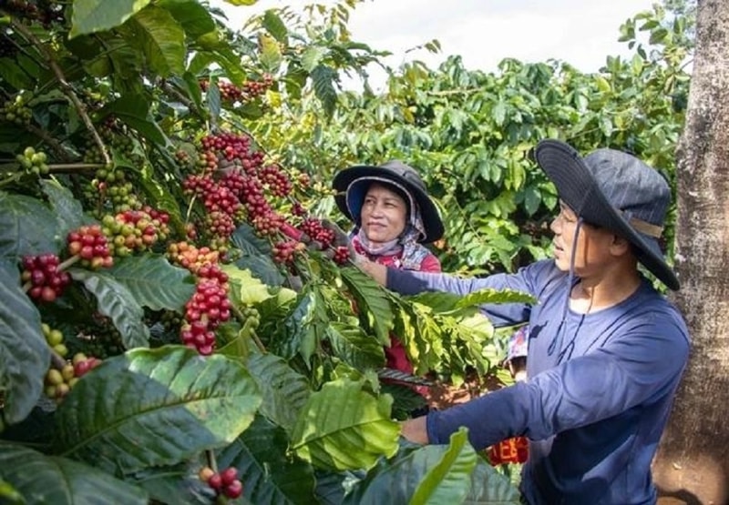 Giá nông sản hôm nay 10/8/2025: Đồng loạt tăng ồ ạt, chốt cao nhất trong tuần