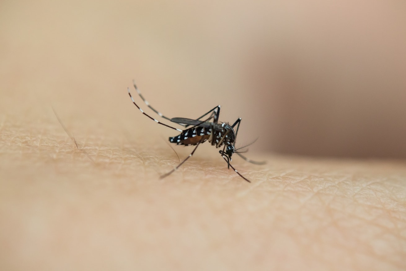 Mách mẹ cách phòng ngừa muỗi đốt, bảo vệ con khỏi virus lây bệnh nguy hiểm
