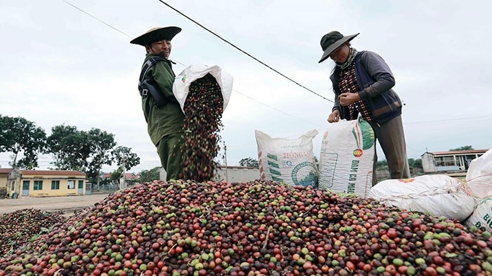Giá nông sản hôm nay 12/8/2025: Cà phê trong nước cao nhất 104.200 đồng/kg, hồ tiêu neo giá cao