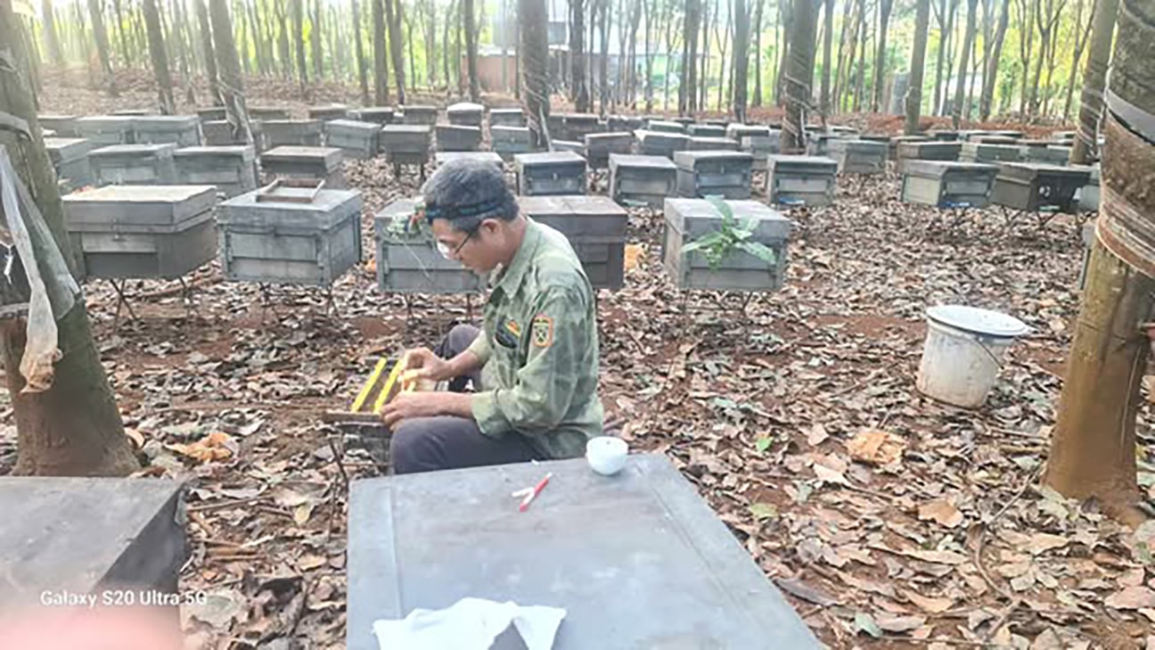 Mô hình nuôi ong lấy mật tại đia phương