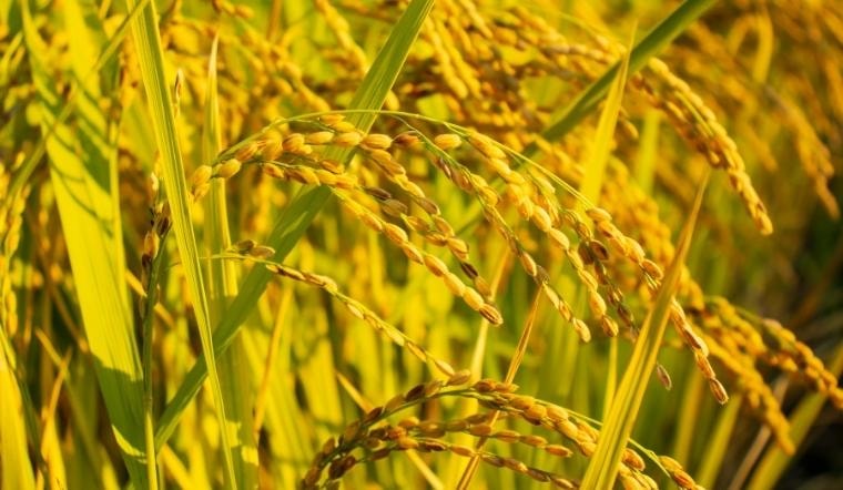 Giá lúa gạo hôm nay 18/10/2022: Duy trì mức ổn định