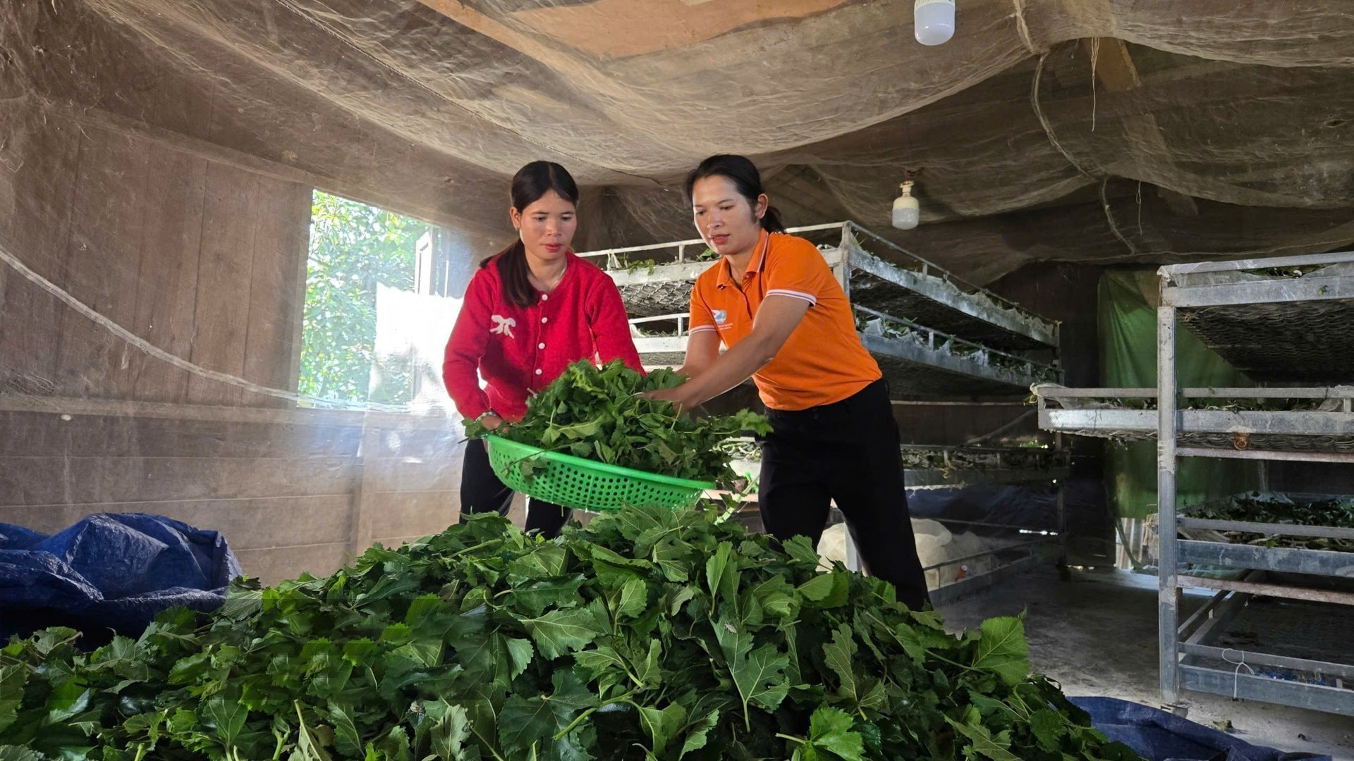 Trồng dâu nuôi tằm đã trở thánhinh kế để người dân thoát nghèo