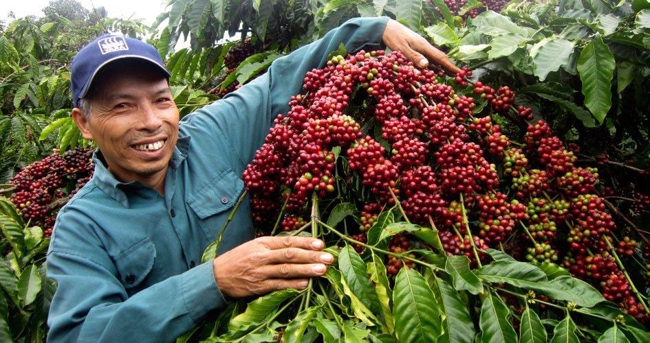 Giá nông sản hôm nay 23/8: Cà phê trong nước vượt 123.000 đồng/kg, hồ tiêu tăng vọt