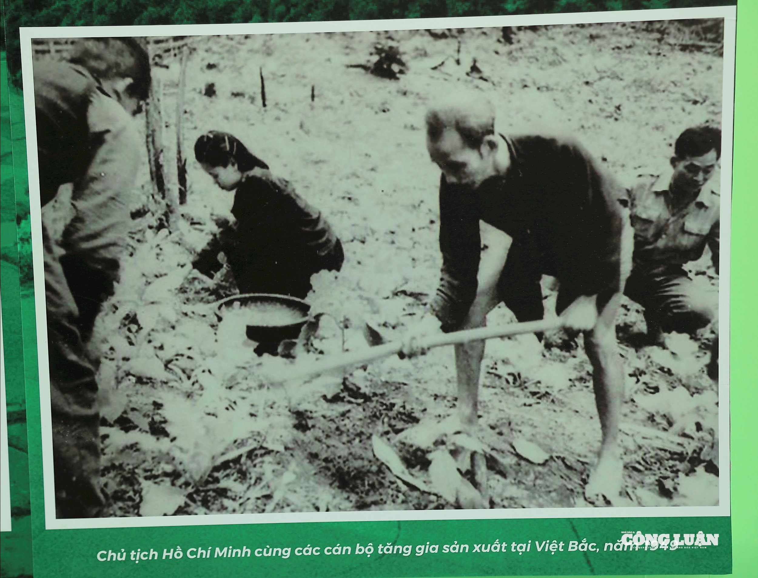 Chủ tịch Hồ Chí Minh cùng các cán bộ tăng gia sản xuất tại Việt Bắc, năm 1949.