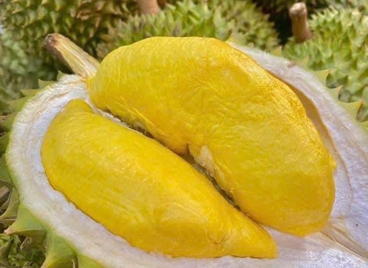 Giá sầu riêng hôm nay 4/9: Nhiều địa phương ghi nhận mức tăng mới
