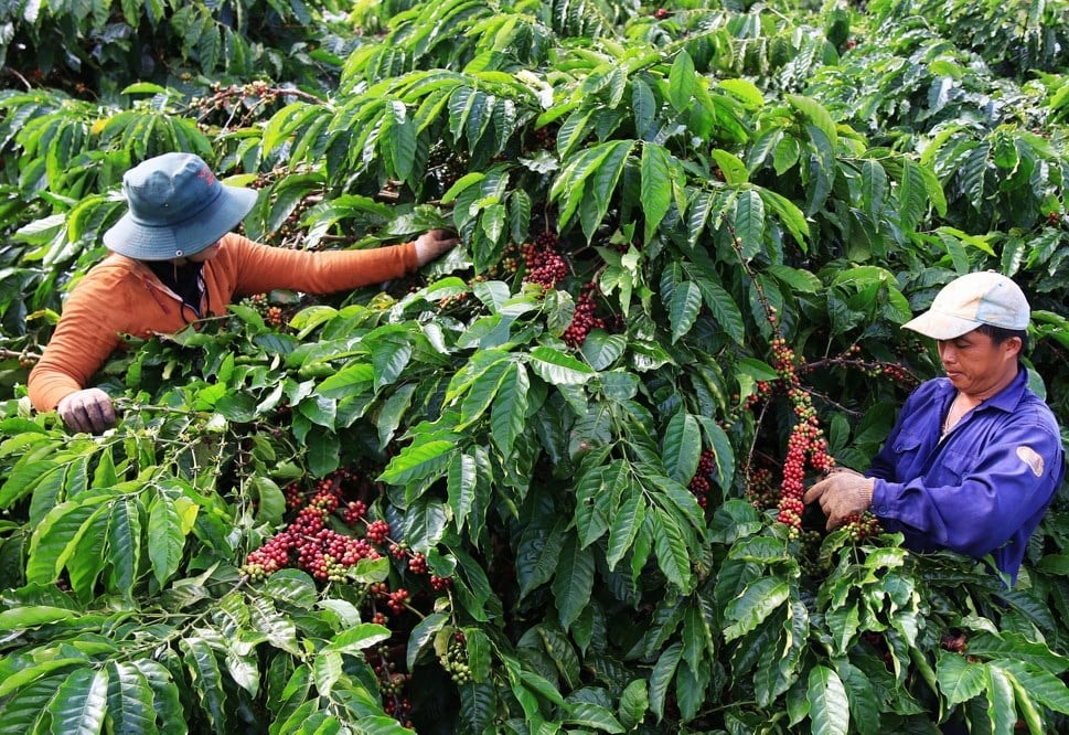 Giá nông sản hôm nay 8/9: Thị trường cà phê và hồ tiêu “hạ nhiệt”, chờ tín hiệu mới