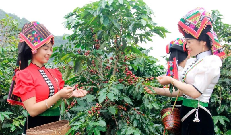 Giá nông sản hôm nay 10/9: Giá cà phê và hồ tiêu tăng ồ ạt
