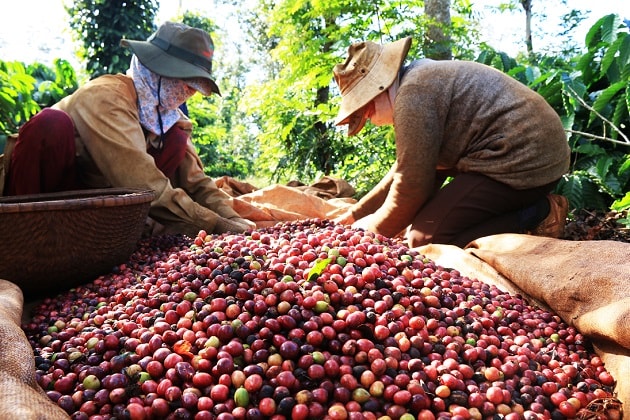 Giá nông sản hôm nay 11/9: Giá cà phê và hồ tiêu giảm sâu