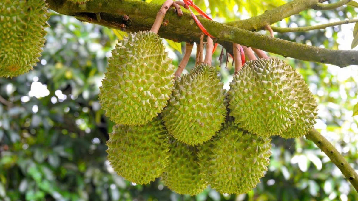 Giá sầu riêng hôm nay 119 Mưa dài ngày khiến giá ở Tây Nguyên xuống cấp