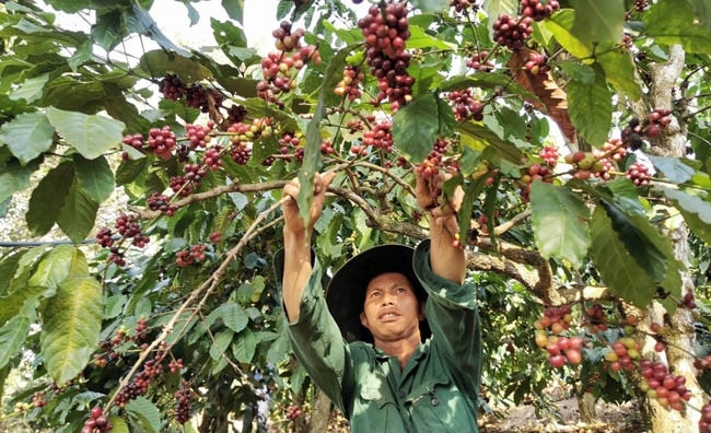 Giá nông sản hôm nay 13/9: Giá cà phê tăng, tiêu giảm