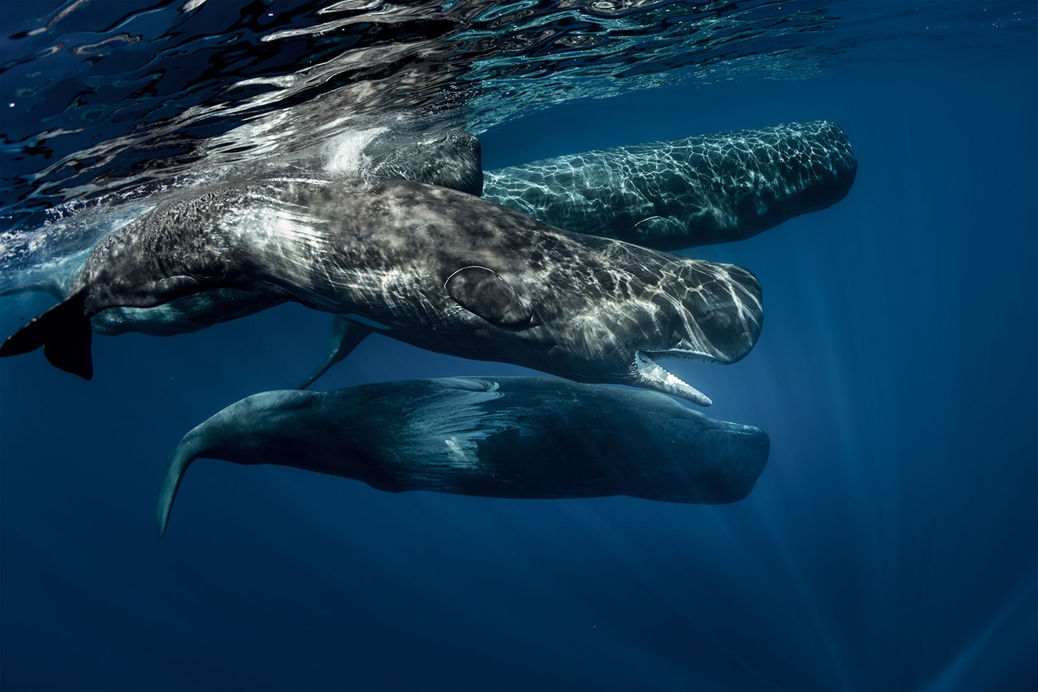 sperm-whale-ss.jpg