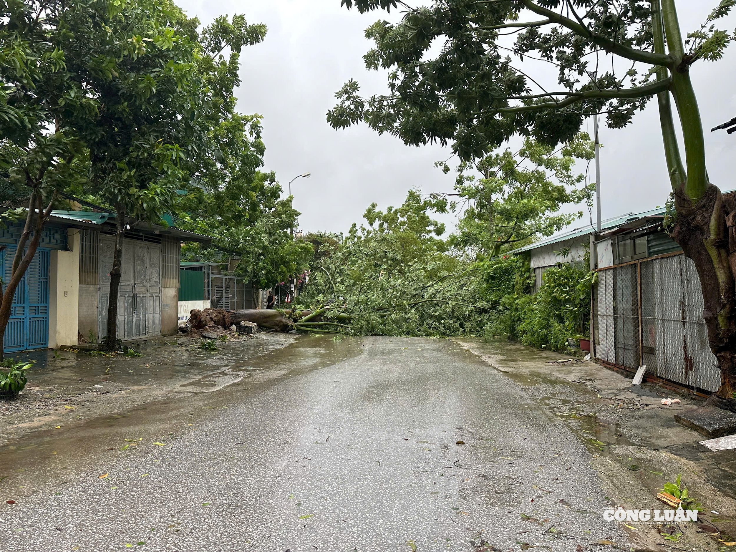 Đường Lê Thánh Tông, Phường Hạc Thành