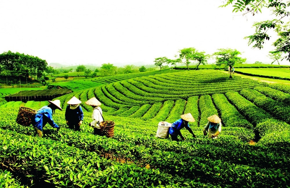 phe-duyet-chien-luoc-phat-trien-kinh-te-tap-the-hop-tac-xa-giai-doan-2021-20301615861653.jpg