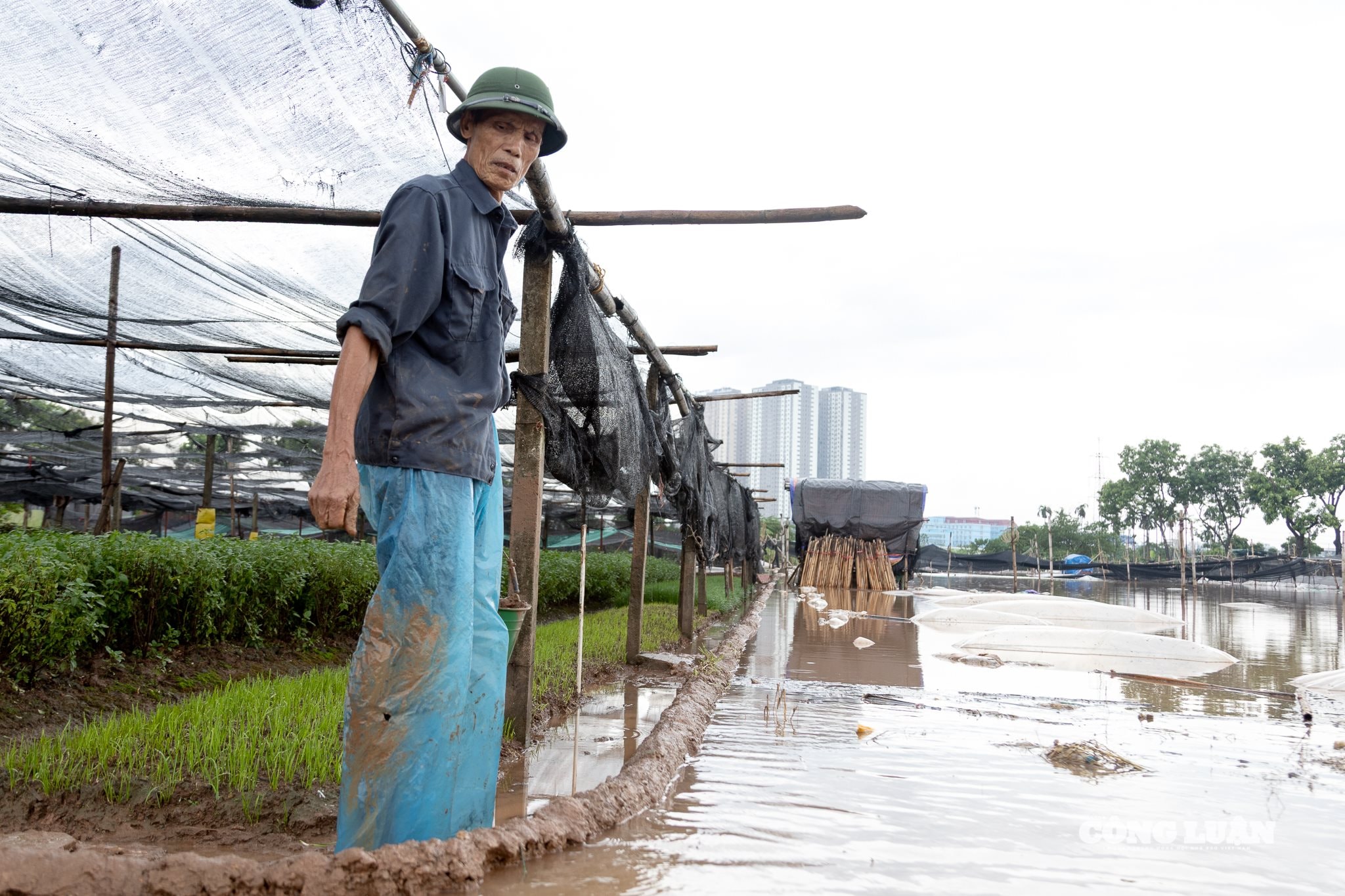 Trong khi đó, nhiều hộ khác cũng rơi vào tình cảnh tương tự. Máy bơm được huy động liên tục, người dân thay nhau đắp bờ, chặn dòng nước, nhưng việc giữ được vườn hoa hay không vẫn là điều chưa chắc chắn.