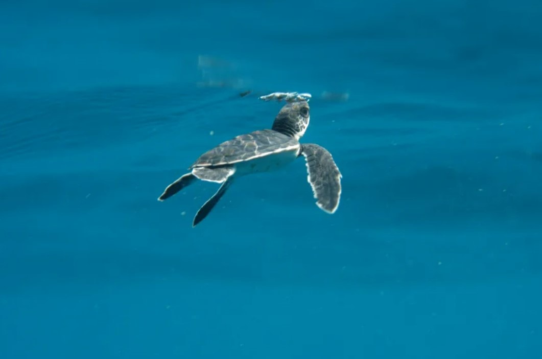 Screenshot 2025-10-10 184412