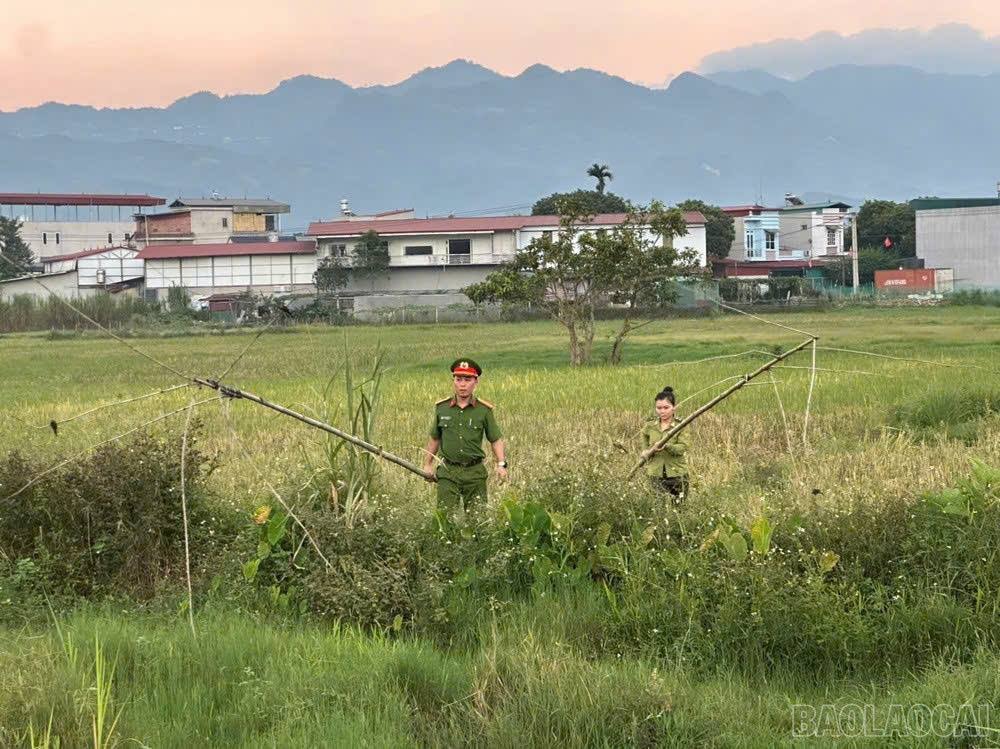 Tháo gỡ bẫy chim hoang dã