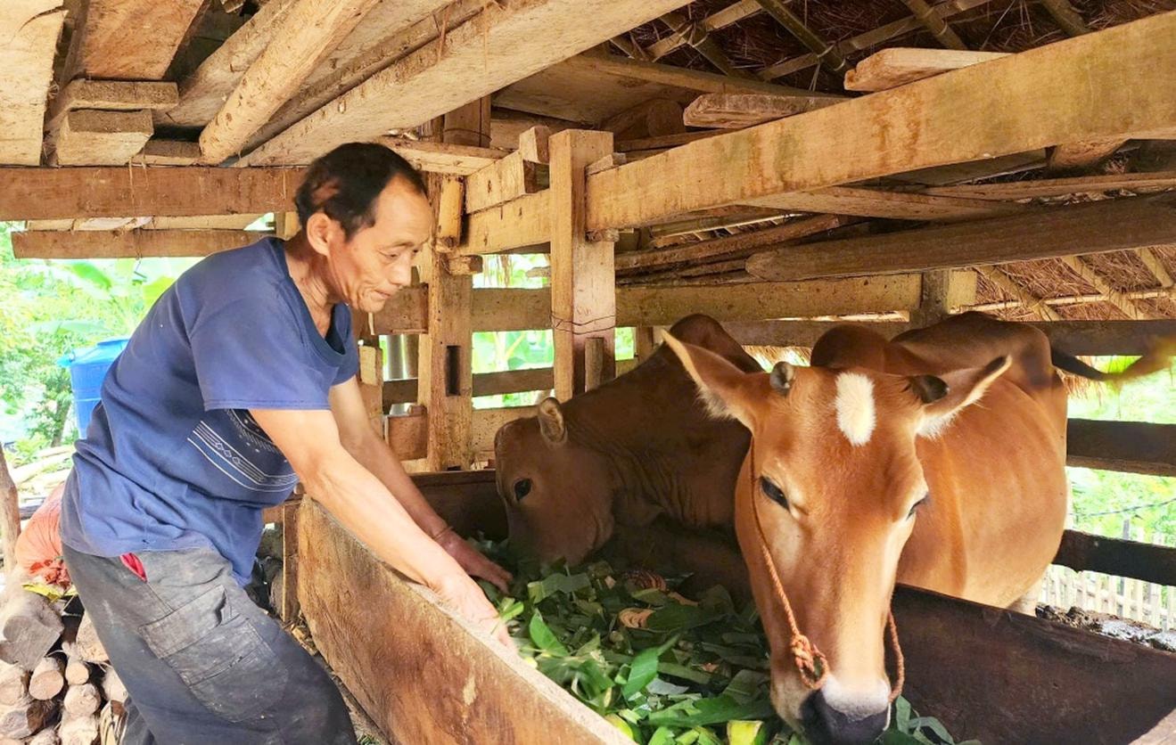 Mô hình sinh kế nuôi bò sinh sản xã Bảo Lạc đem lại hiệu quả. Ảnh Báo Cao Bằng