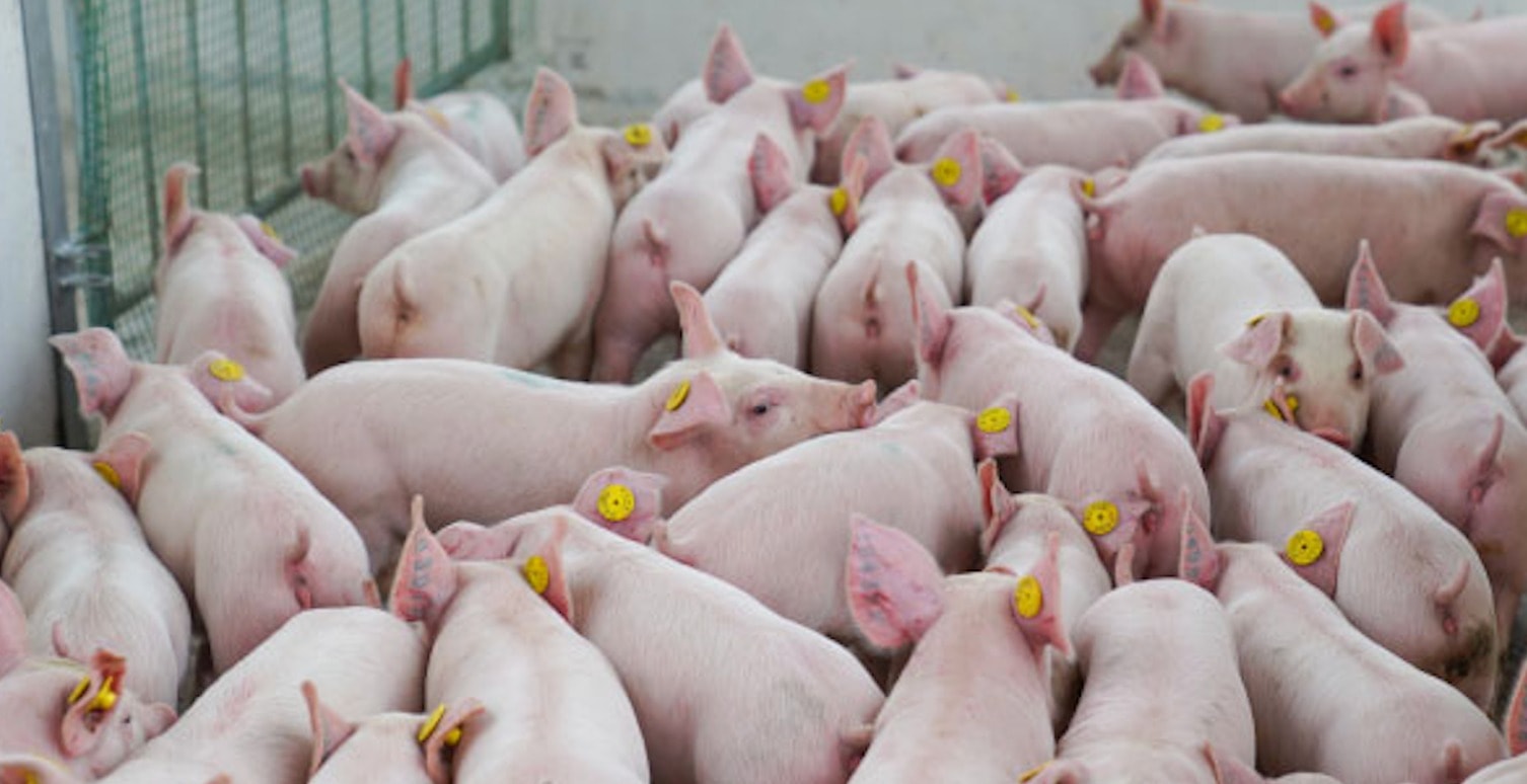 Giá heo hơi hôm nay 29 10 Toàn quốc lao dốc, mất đỉnh giá 55.000 đồng kg